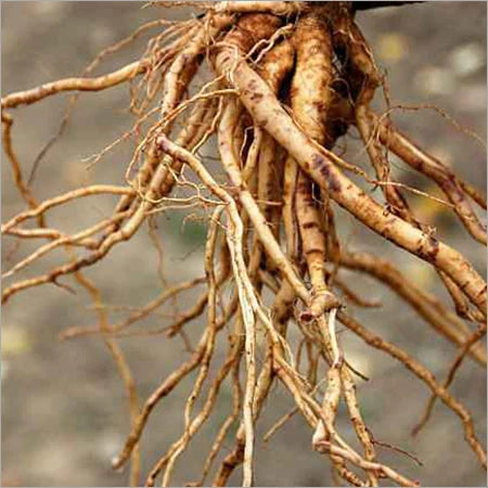 ASHWAGANDHA