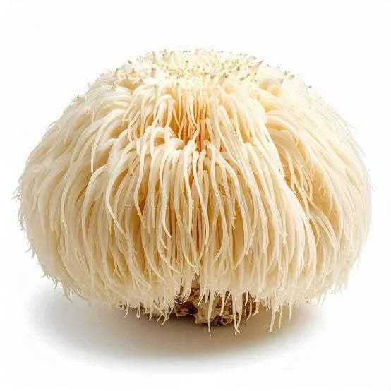 LION'S MANE MUSHROOM